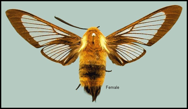 Female Hemaris ottonis. Photo: &copy; NHMUK