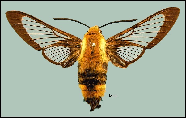 Male Hemaris ottonis. Photo: &copy; NHMUK