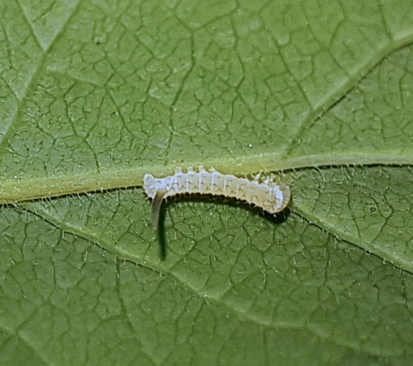 First instar larva of Hemaris ottonis, Andreevka, Khasan District, Primorskiy Krai, Russian Far East, 8.vi.2018. Photo: &copy; Serge Yevdoshenko.