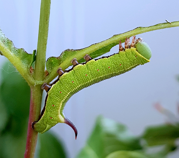 Part grown final instar larva of Hemaris ottonis (bred), Andreevka, Khasan District, Primorskiy Krai, Russian Far East, 19.vi.2018. Photo: &copy; Serge Yevdoshenko.