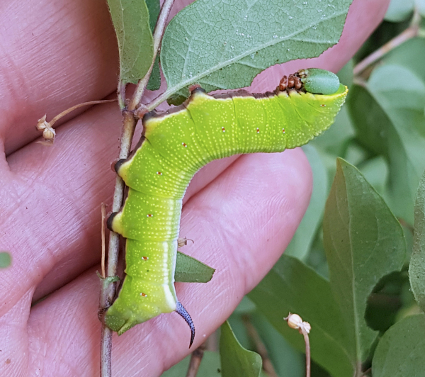 Final instar larva of Hemaris ottonis (bred), Andreevka, Khasan District, Primorskiy Krai, Russian Far East, 21.vi.2018. Photo: &copy; Serge Yevdoshenko.