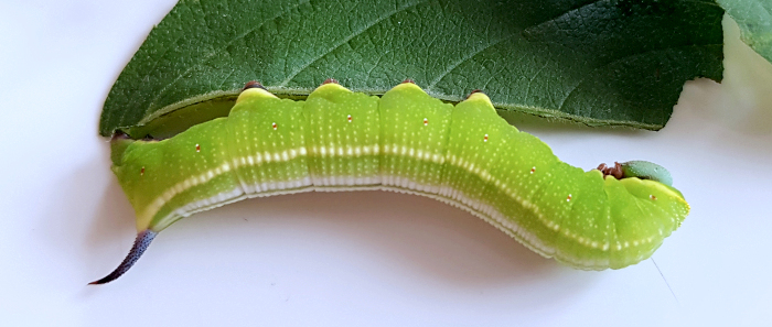 Final instar larva of Hemaris ottonis (bred), Andreevka, Khasan District, Primorskiy Krai, Russian Far East, 23.vi.2018. Photo: &copy; Serge Yevdoshenko.