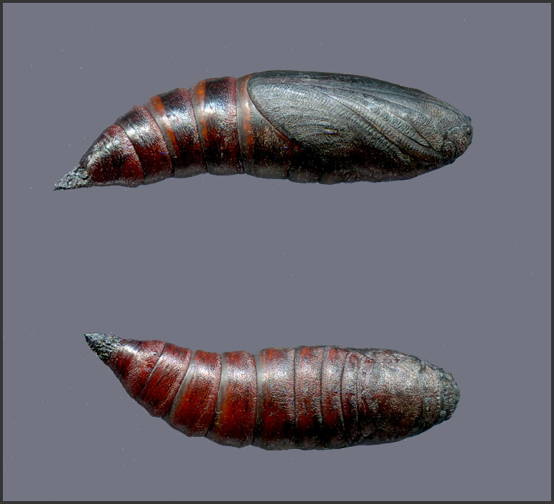 Pupa of Hemaris ottonis, Andreevka, Khasan District, Primorskiy Krai, Russian Far East, bred 2022, leg. Serge Yevdoshenko. Photo: &copy; Tony Pittaway.