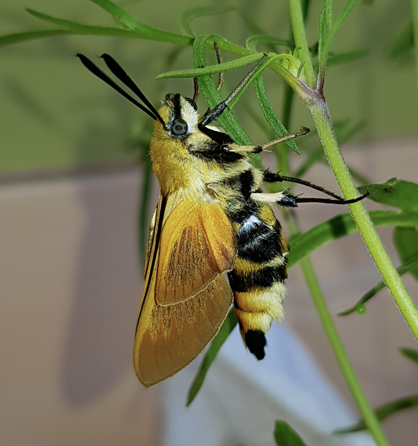 Newly emerged male of Hemaris radians drying wings (bred), Andreevka, Khasan District, Primorskiy Krai, Russian Far East, 2018. Photo: &copy; Serge Yevdoshenko.