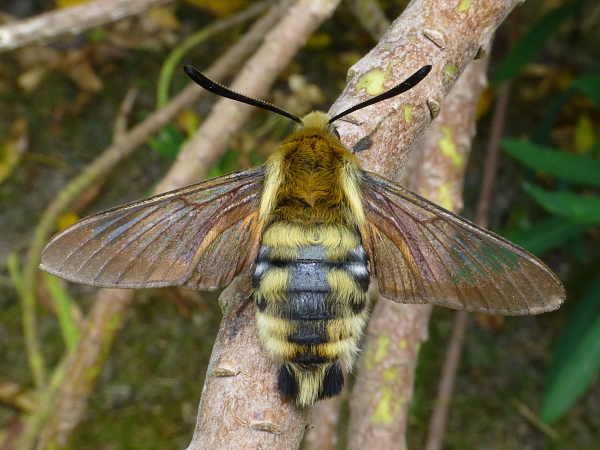 Male Hemaris radians with some residual pre-flight scales (bred 2018/19), Andreevka, Khasan District, Primorskiy Krai, Russian Far East, 2018, leg. Serge Yevdoshenko. Photo: &copy; Tony Pittaway.