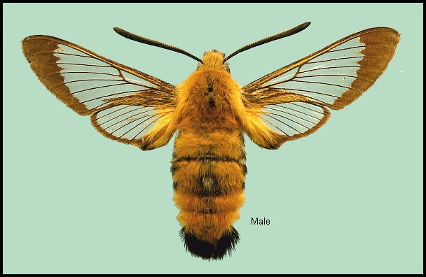 Male Hemaris radians. Photo: &copy; NHMUK