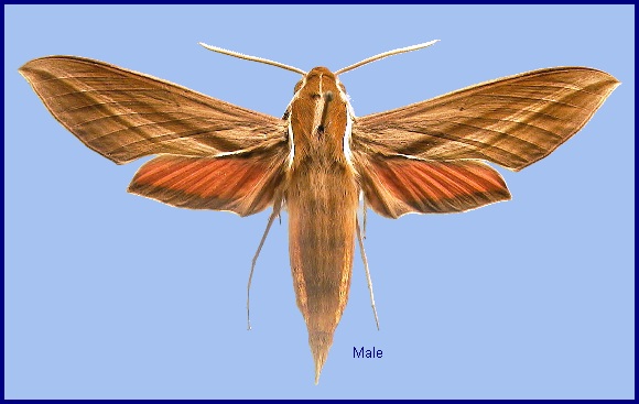 Male Hippotion rafflesii rafflesii. Photo: &copy; NHMUK
