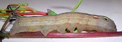 Full grown larva of Hippotion rafflesii rafflesii (pre-pupation colour), Maharashtra, India. Photo: &copy; V. Shubhalaxmi.