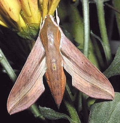 Adult Hippotion rosetta, Kuala Lumpur, Malaysia. Photo: &copy; Wendy Lim