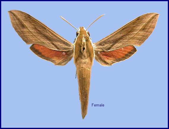 Female Hippotion rosetta. Photo: &copy; NHMUK