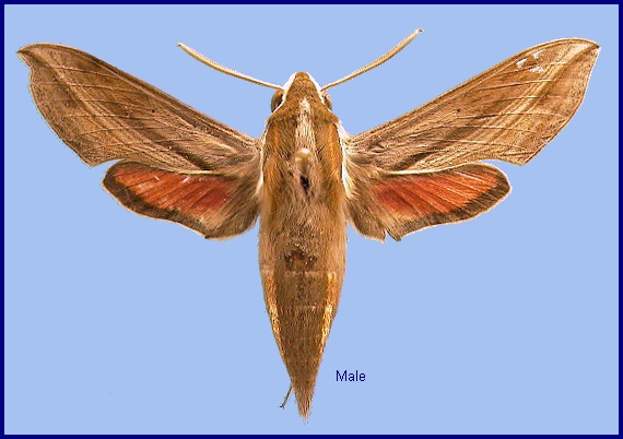 Male Hippotion rosetta. Photo: &copy; NHMUK