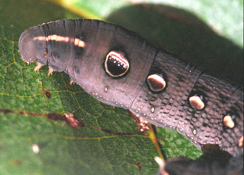 Full-grown dark larva of Hippotion rosetta, Sulawesi, Indonesia. Photo: &copy; Lindsay Warren