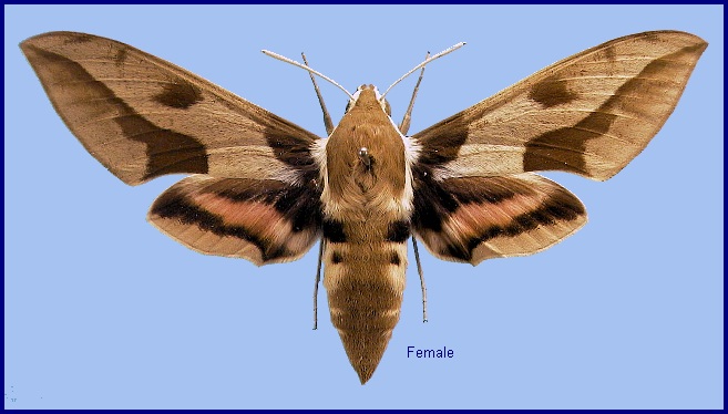 Female Hyles nicaea sheljuzkoi. Photo: &copy; NHMUK