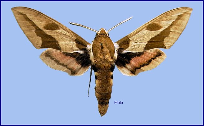 Male Hyles nicaea sheljuzkoi. Photo: &copy; NHMUK