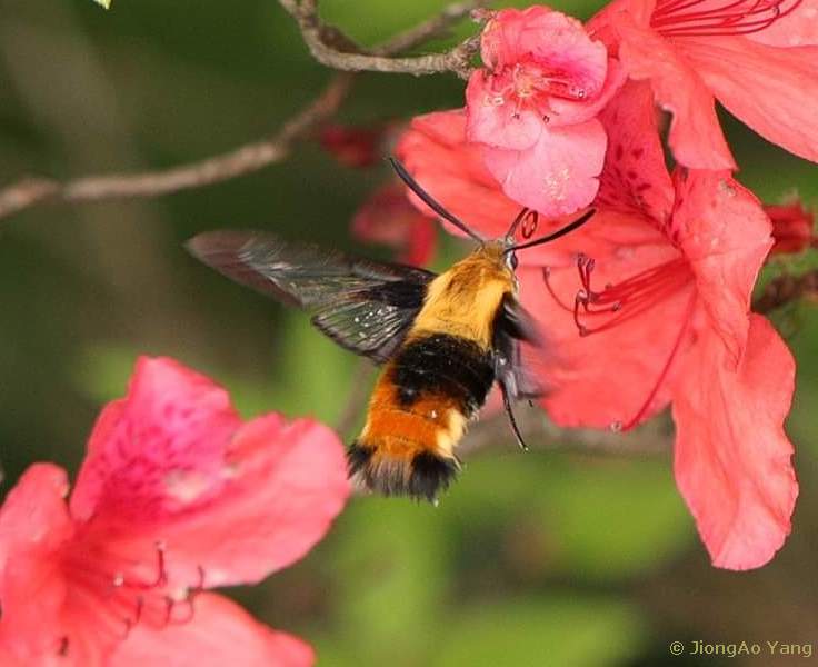 Male Hemaris staudingeri at azelea blossom, Tianmu Shan, Zhejiang, China, 10.v.2019. Photo: &copy; JiongAo Yang, 2019.
