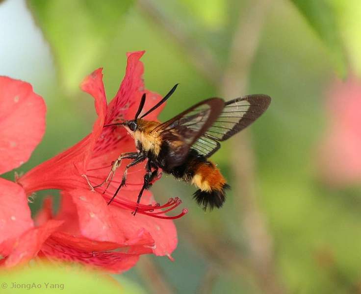 Male Hemaris staudingeri at azelea blossom, Tianmu Shan, Zhejiang, China, 10.v.2019. Photo: &copy; JiongAo Yang, 2019.