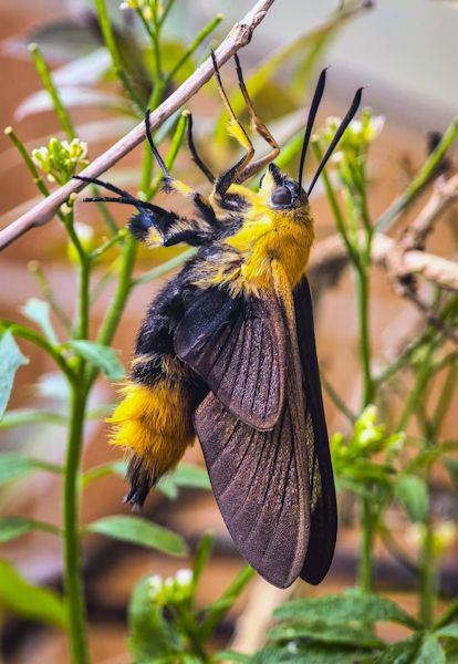 Fresh female of Hemaris staudingeri with pre-flight wing scales, ex. larva, Qixizhen, Kaihua County, Quzhou, Zhejiang Province, China, vi.2026. Photo: &copy; Serge Yevdoshenko.