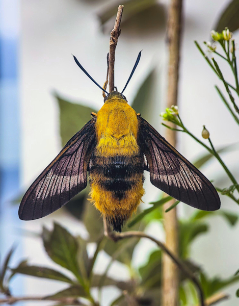 Fresh female of Hemaris staudingeri with pre-flight wing scales, ex. larva, Qixizhen, Kaihua County, Quzhou, Zhejiang Province, China, vi.2026. Photo: &copy; Serge Yevdoshenko.