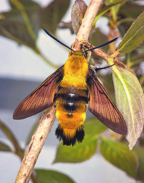 Fresh male of Hemaris staudingeri with pre-flight wing scales, ex. larva, Qixizhen, Kaihua County, Quzhou, Zhejiang Province, China, vi.2026. Photo: &copy; Serge Yevdoshenko.