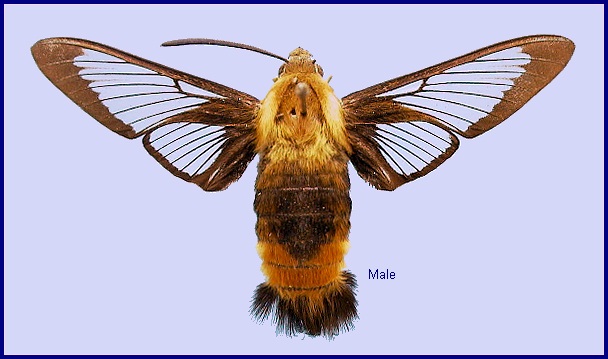 Male Hemaris staudingeri. Photo: &copy; NHMUK