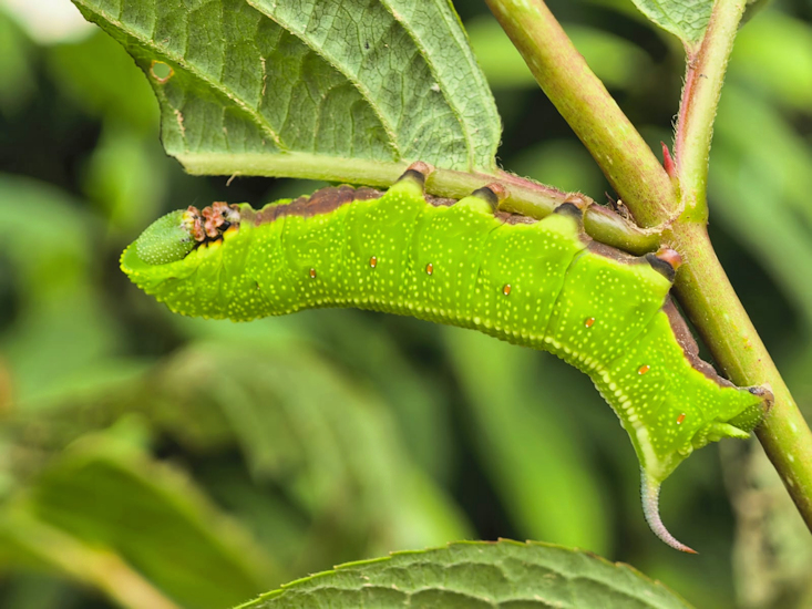 Part-grown final instar instar larva of Hemaris staudingeri on Weigela, Qixizhen, Kaihua County, Quzhou, Zhejiang, China, vi.2026. Photo: &copy; Serge Yevdoshenko.