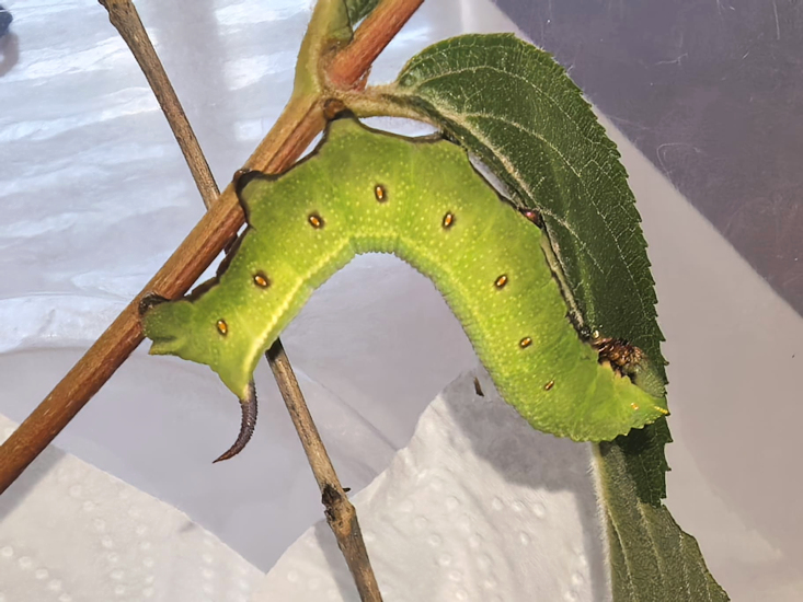 Final instar instar larva of Hemaris staudingeri on Weigela, Qixizhen, Kaihua County, Quzhou, Zhejiang, China, vi.2026. Photo: &copy; Serge Yevdoshenko.