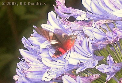 Adult Hayesiana triopus at Agapanthus flowers, Hong Kong, China. Photo: &copy; Roger Kendrick
