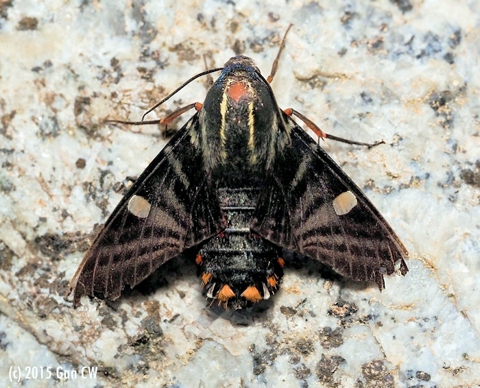 Adult Hayesiana triopus, Fraser's Hill, Pahang, Peninsular Malaysia, 22.x.2015. Photo: &copy; CheongWeei Gan.