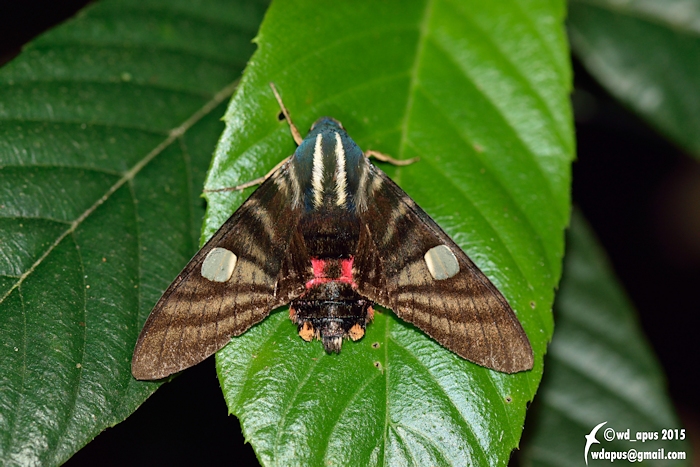 Adult Hayesiana triopus, Hong Kong, China, 2015. Photo: &copy; WangDa Cheng.