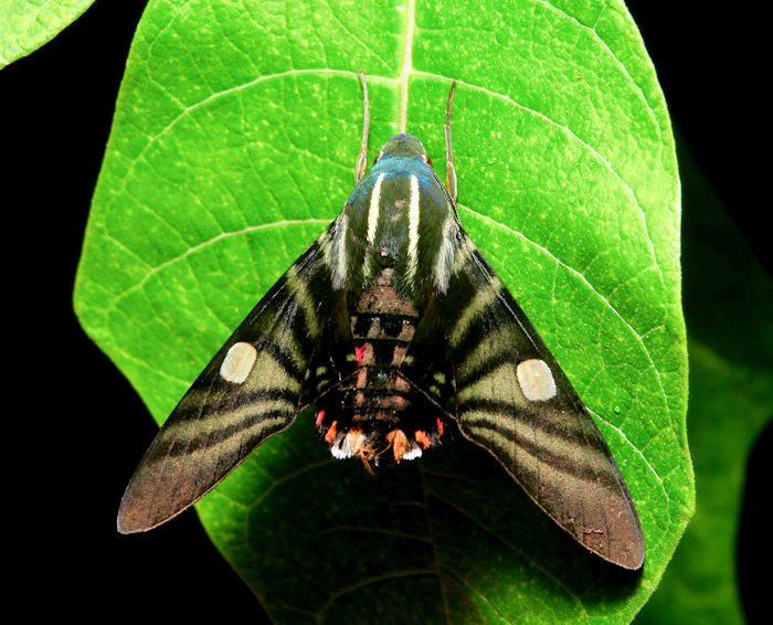 Adult Hayesiana triopus, Simao/Pu'er, Yunnan, China, 10.viii.2017. Photo: &copy; John Horstman.