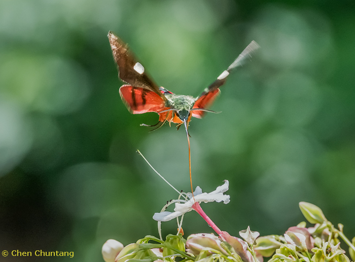 Adult Hayesiana triopus at Clerodendrum flowers, Kuocang Mountain Nature Reserve, Zhejiang, China, 5.viii.2016. Photo: &copy; Chen Chuntang.
