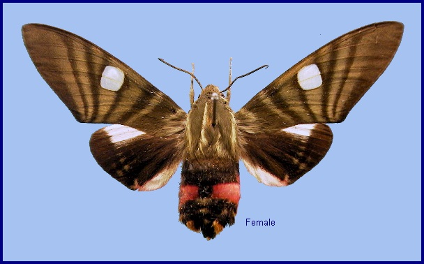 Female Hayesiana triopus. Photo: &copy; NHMUK
