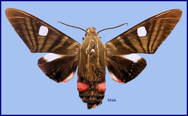 Male Hayesiana triopus. Photo: &copy; NHMUK