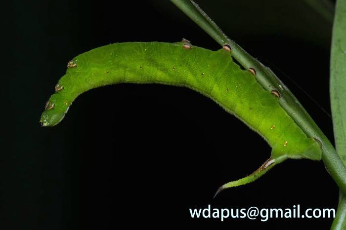Penultimate instar green form larva of Hayesiana triopus, Xishuangbanna, Yunnan, China. Photo: &copy; WangDa Cheng