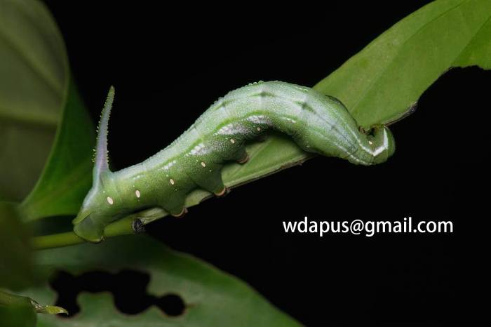Final instar green form larva of Hayesiana triopus, Xishuangbanna, Yunnan, China. Photo: &copy; WangDa Cheng