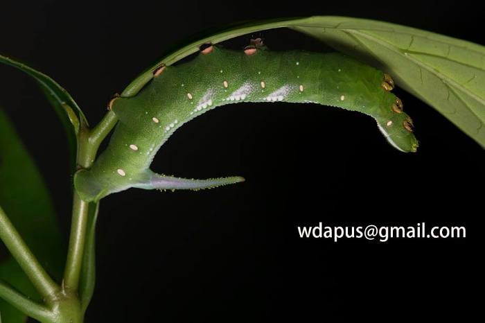 Final instar green form larva of Hayesiana triopus, Xishuangbanna, Yunnan, China. Photo: &copy; WangDa Cheng