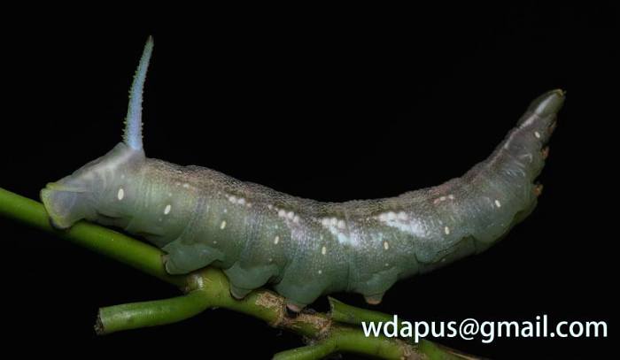 Final instar green form larva of Hayesiana triopus (pre-pupation colour), Xishuangbanna, Yunnan, China. Photo: &copy; WangDa Cheng