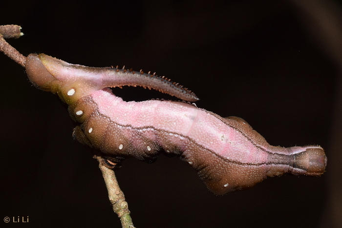 Final instar red form larva of Hayesiana triopus on Adina pilulifera, Dongguan, Guangdong, China. Photo: &copy; Li Li.