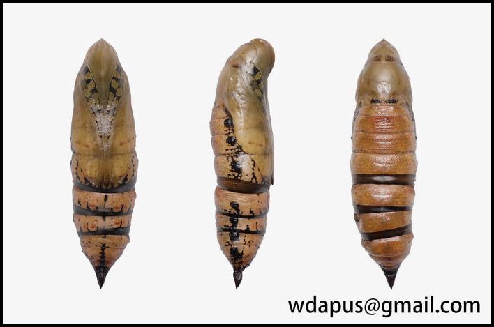 Pupa of Hayesiana triopus, Xishuangbanna, Yunnan, China. Photo: &copy; WangDa Cheng