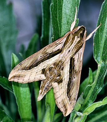 Adult Hippotion velox, Taiwan. Photo: &copy; Felix Lin.
