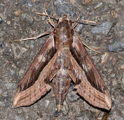 Adult Hippotion velox, Taiwan. Photo: &copy; Henry Tzuoo.