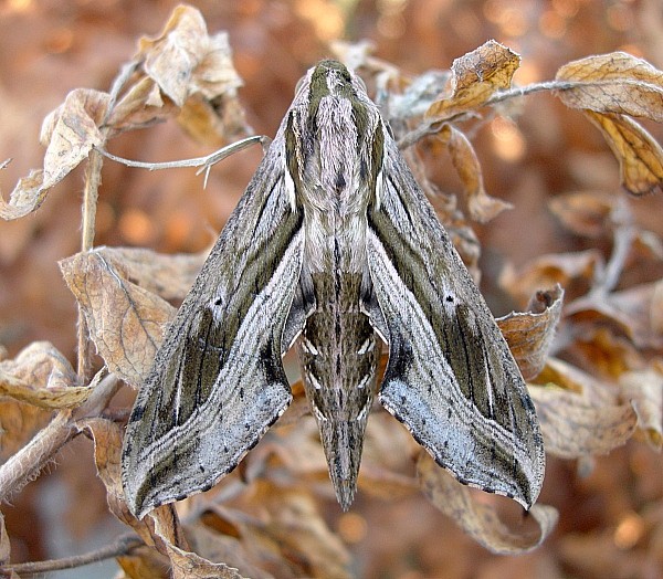 Adult Hippotion velox, Bangkok, Thailand. Photo: &copy; Tony Pittaway.