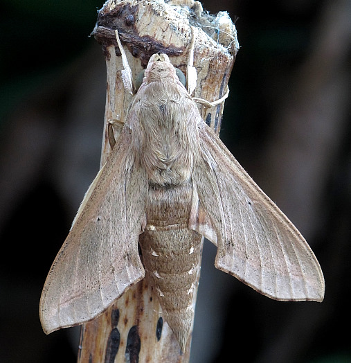 Adult Hippotion velox (pale form), Indonesia. Photo: &copy; Gary Saunders.