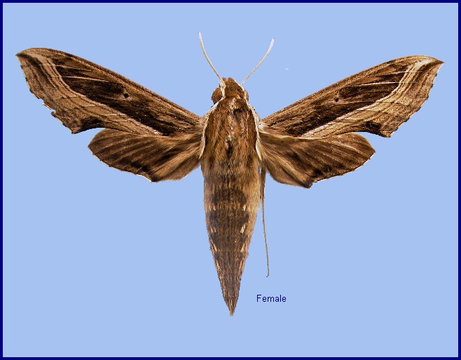 Female Hippotion velox. Photo: &copy; NHMUK
