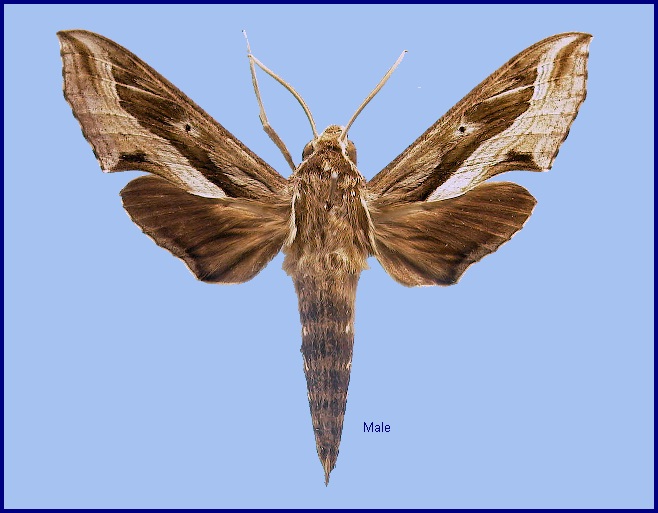 Male Hippotion velox. Photo: &copy; NHMUK