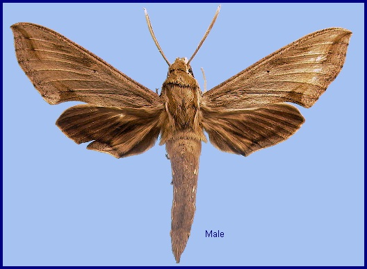 Poorly marked male Hippotion velox - near f. swinhoei. Photo: &copy; NHMUK