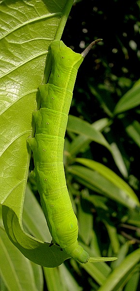 Final instar green form larva of Hippotion velox on Ceodes umbellifera, Bangkok, Thailand. Photo: &copy; Tony Pittaway