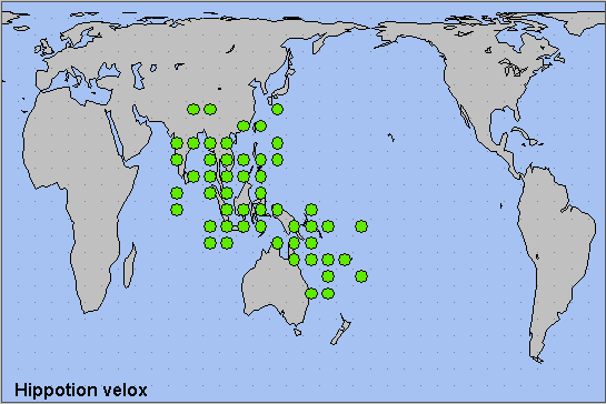 Global distribution of Hippotion velox. Map: &copy; NHMUK.