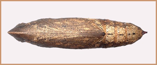 Pupa of Hippotion velox (ventral view), Bangkok, Thailand. Photo: &copy; Tony Pittaway