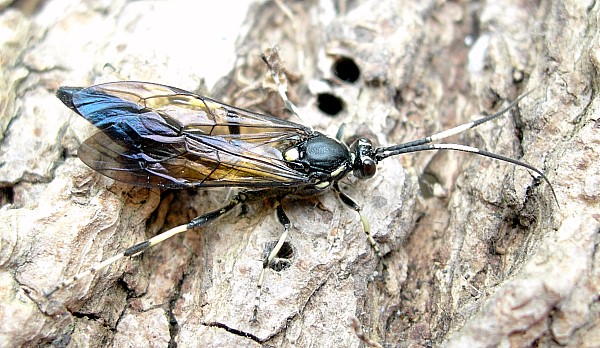Ichneumonid wasp (?Coelichneumon sp.) reared from a pupa, Beijing, China. Photo: &copy; Tony Pittaway